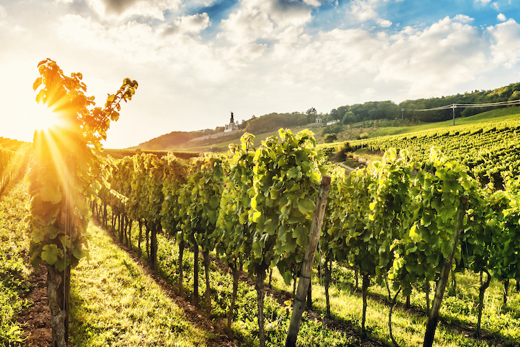 Sunny vineyard at the Rhine in Germany. Toned picture.